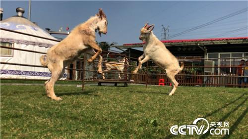 致富經(jīng):楊國(guó)宏恩愛(ài)夫妻三年三招發(fā)羊財(cái)