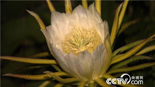 四川姑娘魏姚在云南普洱種火龍果 賺取羞答答的財(cái)富