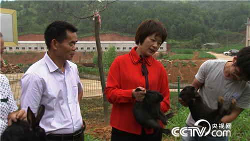 福建上杭縣丁曉紅養(yǎng)殖黑兔年銷四千萬元